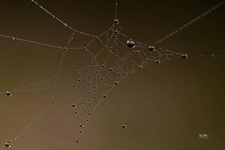 Dugdråber i Edderkoppespind